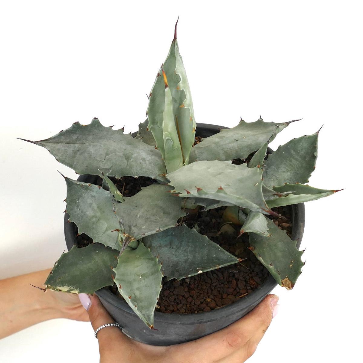 Agave colorata (THREE PLANTS)
