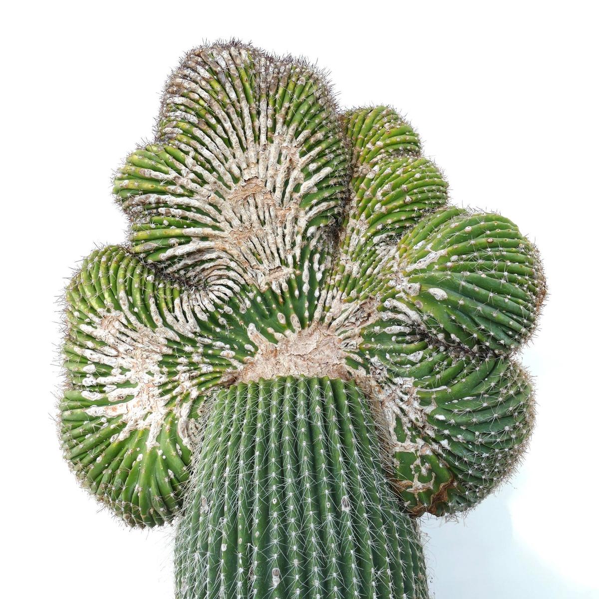 Super Giant Carnegia polylopha CRESTED SAGUARO 68x38cm