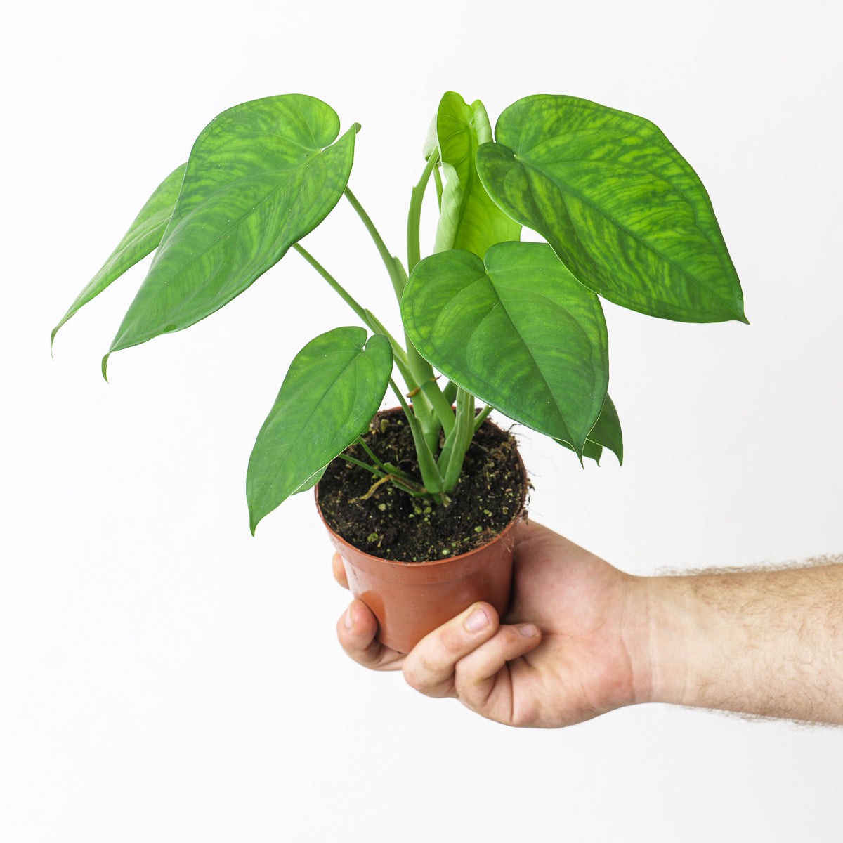 Syngonium chiapense