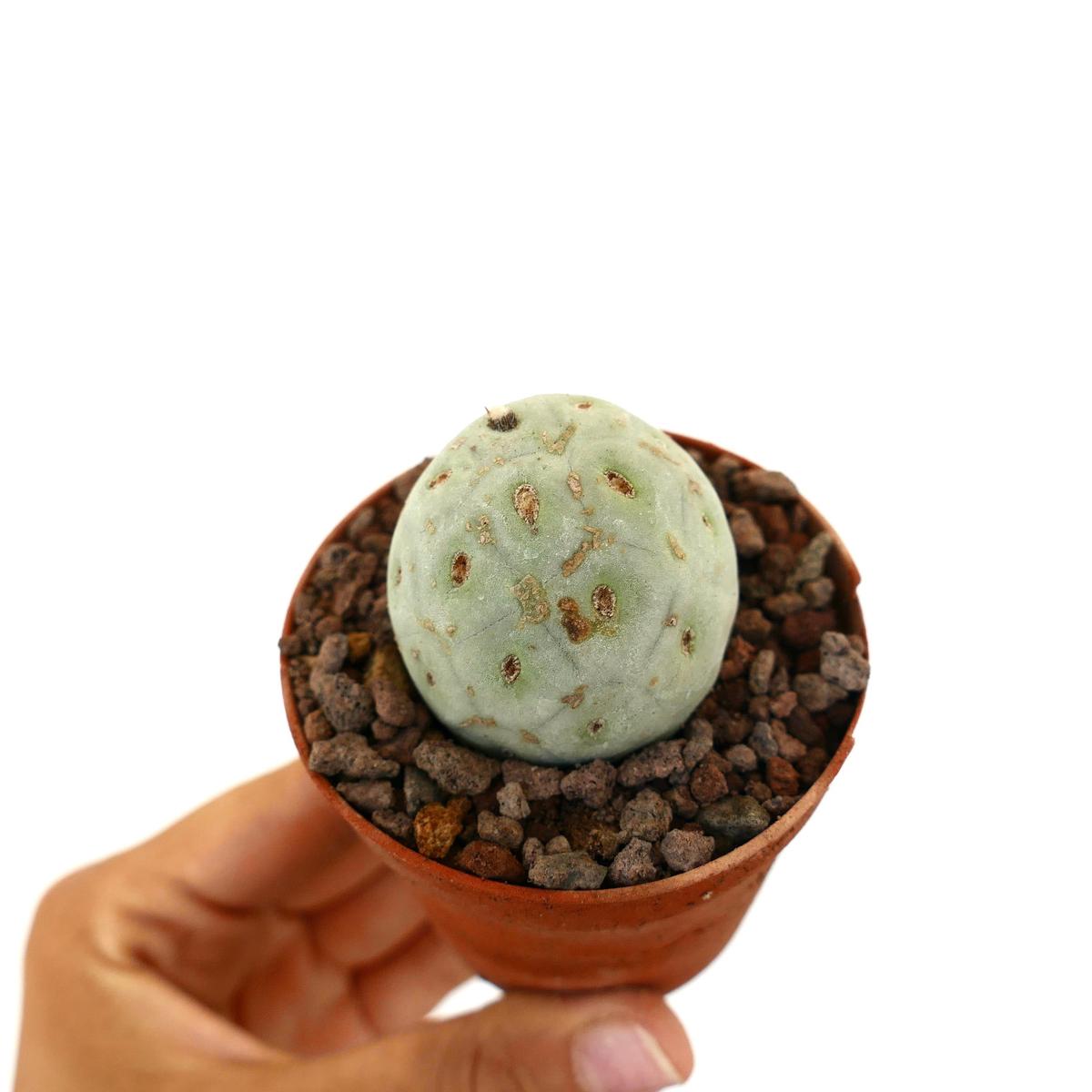 Tephrocactus geometricus ONE BALL D3