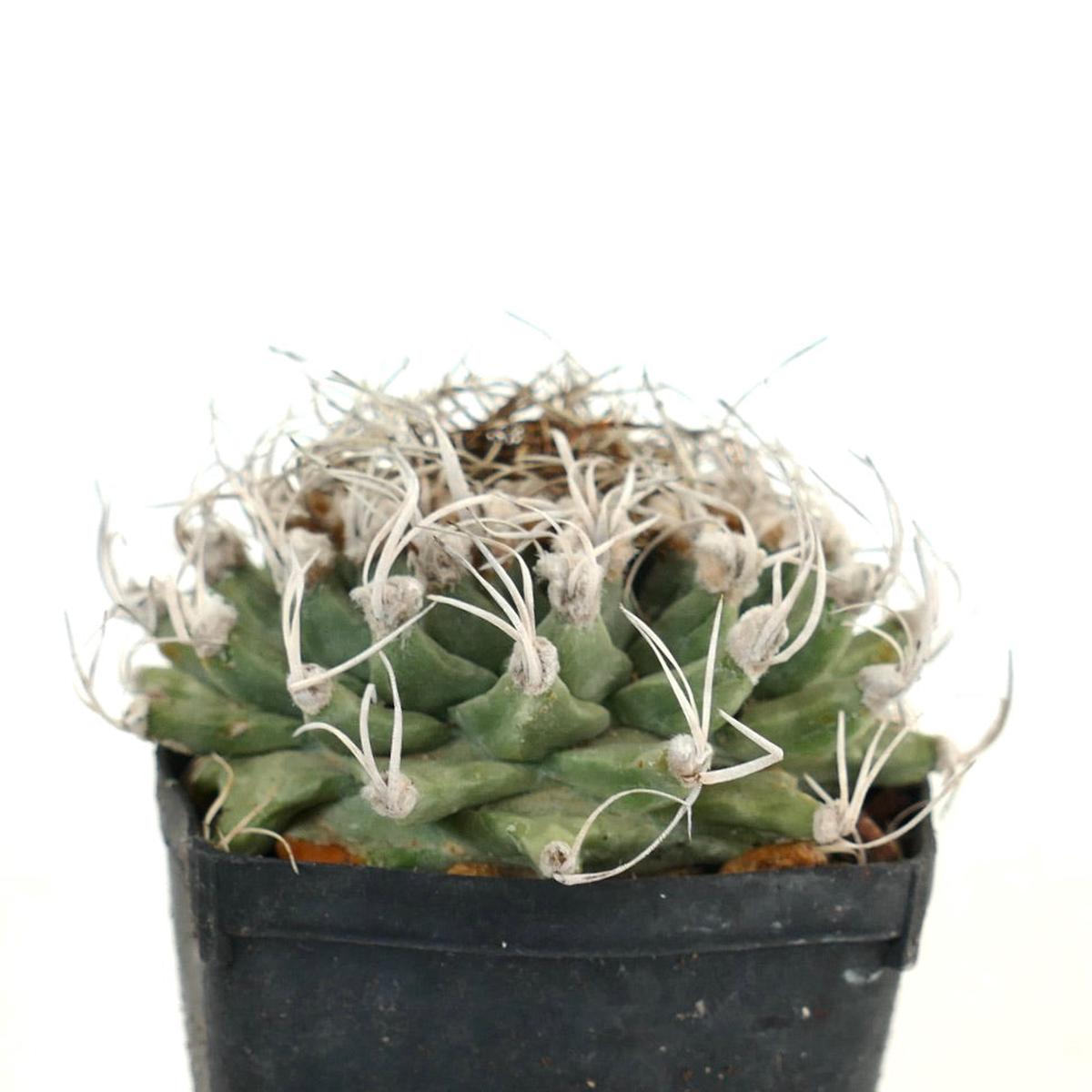 Turbinicarpus alonsoi VERY SPINY