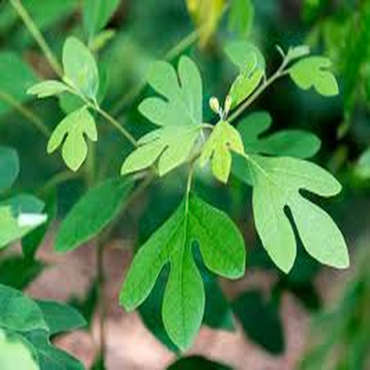 10 Sassafras Cuttings Fresh Unrooted Edible/Wildlife/Ornamental Sassafras albidum Wild Food, Garden Plant