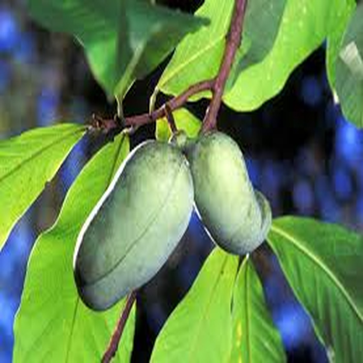 5 Pawpaw Trees - Asimina triloba | 68 Tall Live Bare Root Trees | Native Fruit Tree for Edible Landscaping & Food Forests