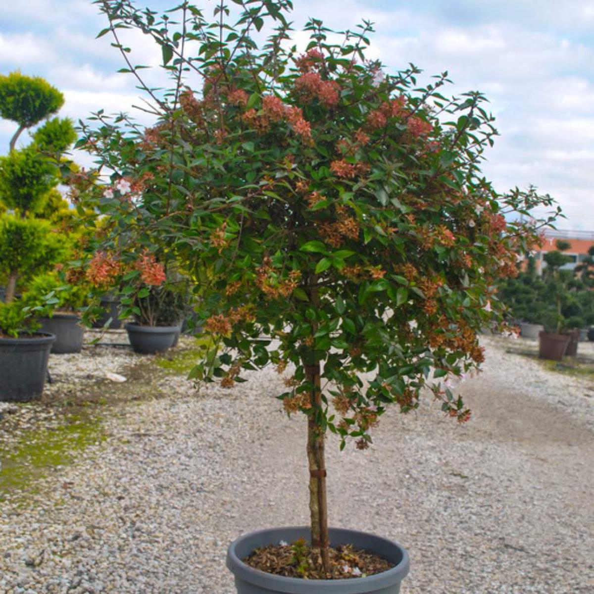 Abelia x grandiflora