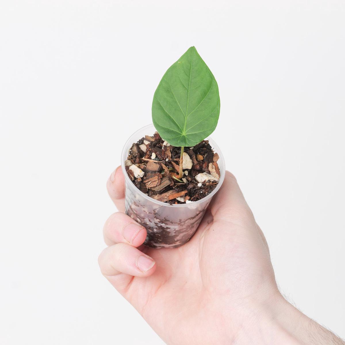 Steudnera kerrii - 6cm