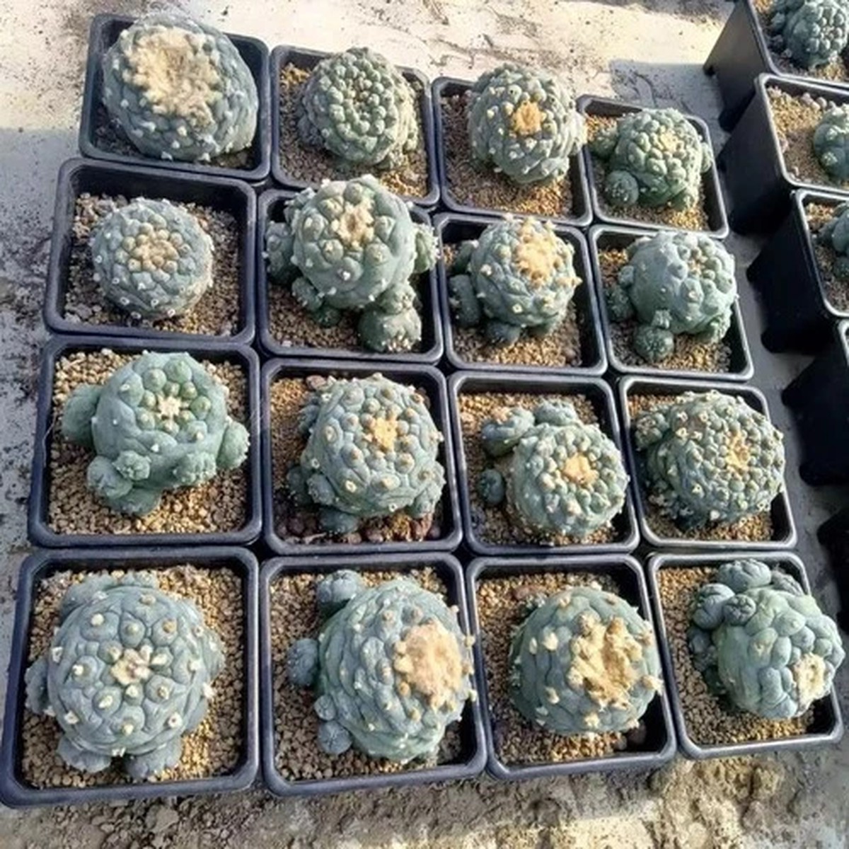 Wholesale Multi Heads Succulent Plant   Garden beautiful Premium maternal level