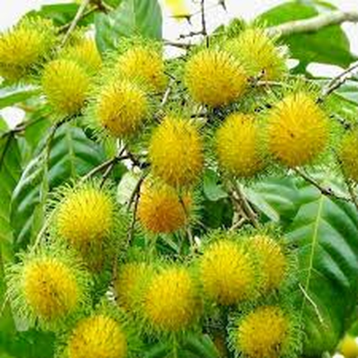 1 Grafted Yellow Rambutan (Nephelium lappaceum) Exotic Tropical Fruit Tree 24-36 | Sweet Golden Rambutan Starter Plant