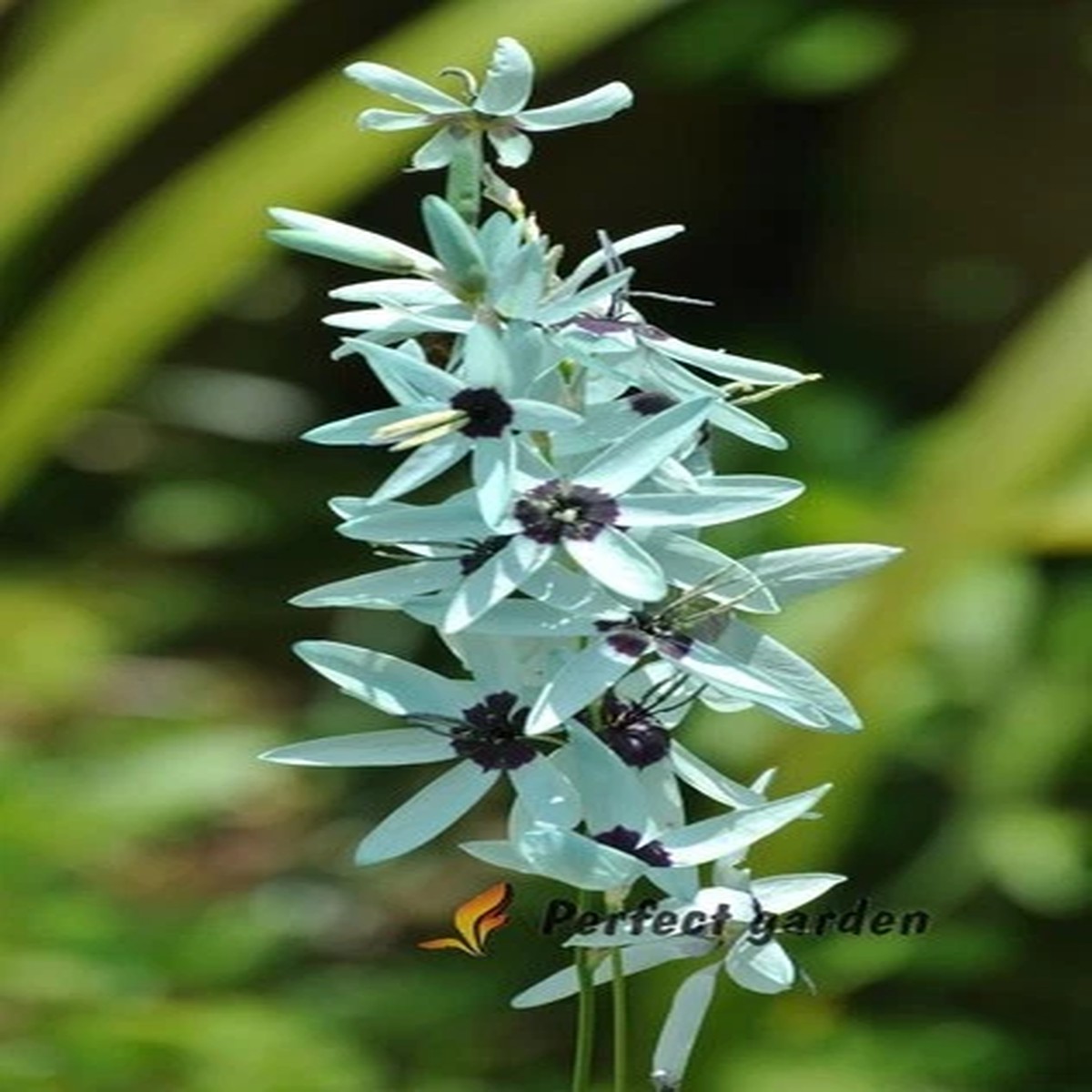 1 Seed Ixia Viridiflora Blue Green Turquoise Colour Ornamental Gardening Flowers