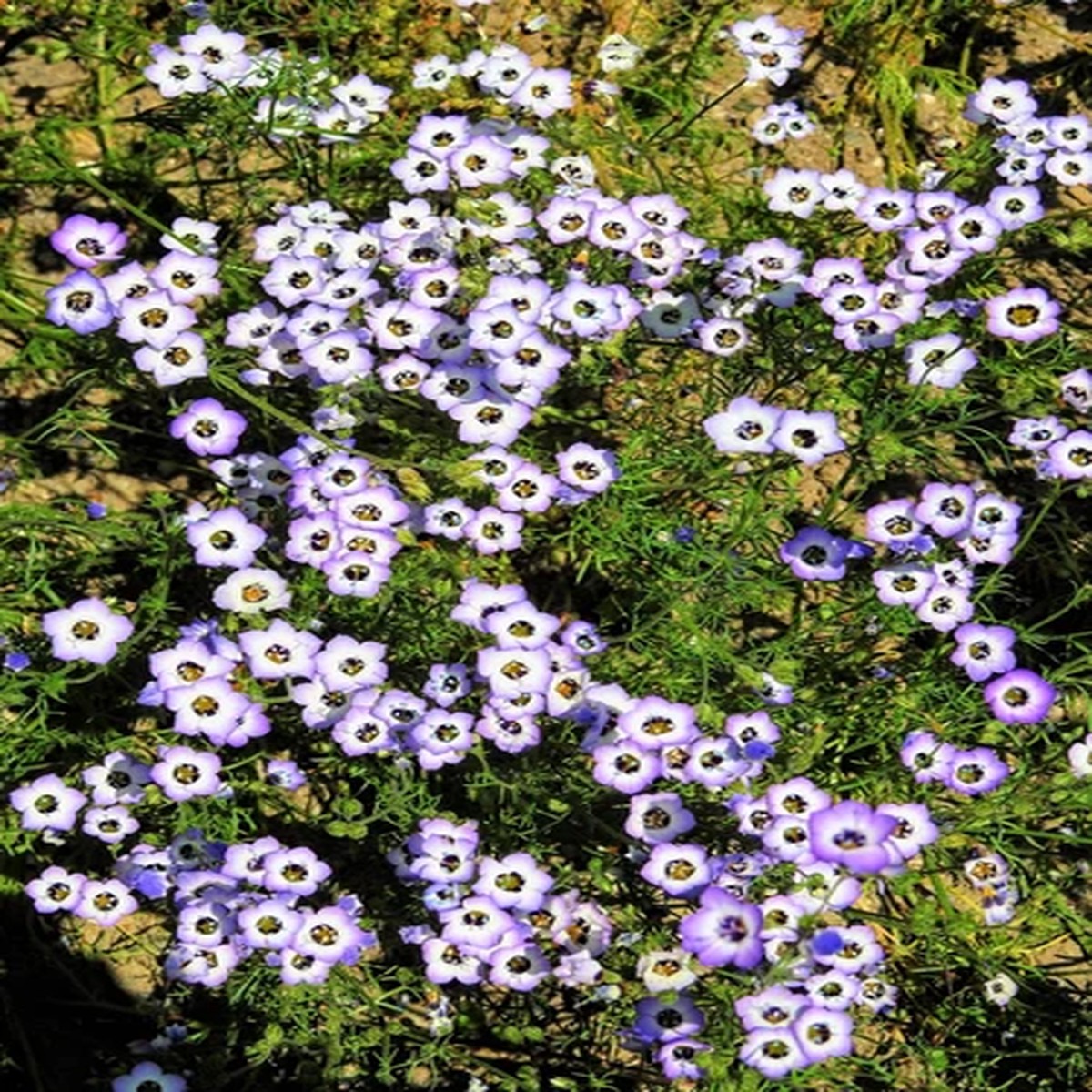1000 BIRDS EYES Gilia Tricolor Lavender White Native Fragrant Hummingbird Flower