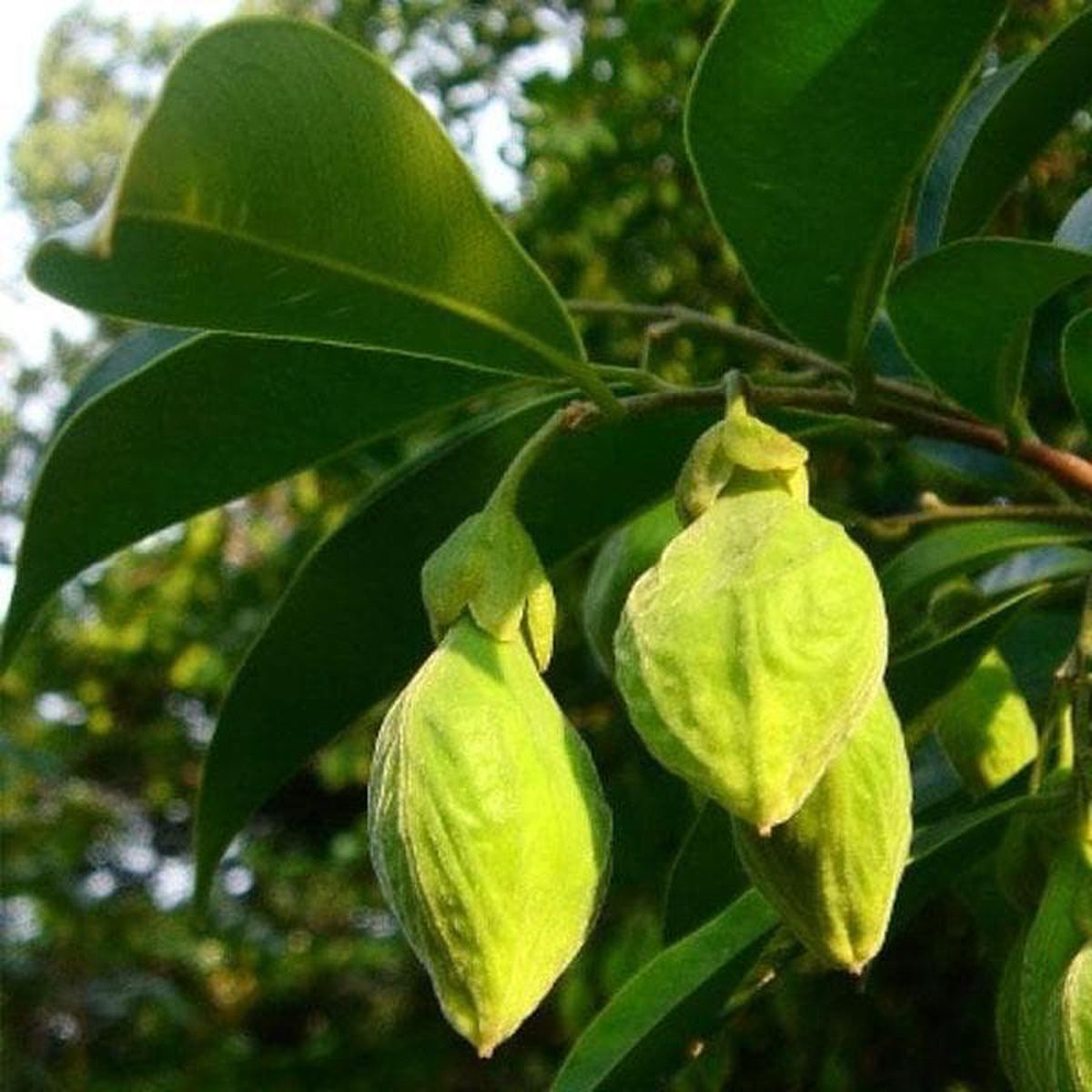 Agarwood Oud Oodh 8211 Plant