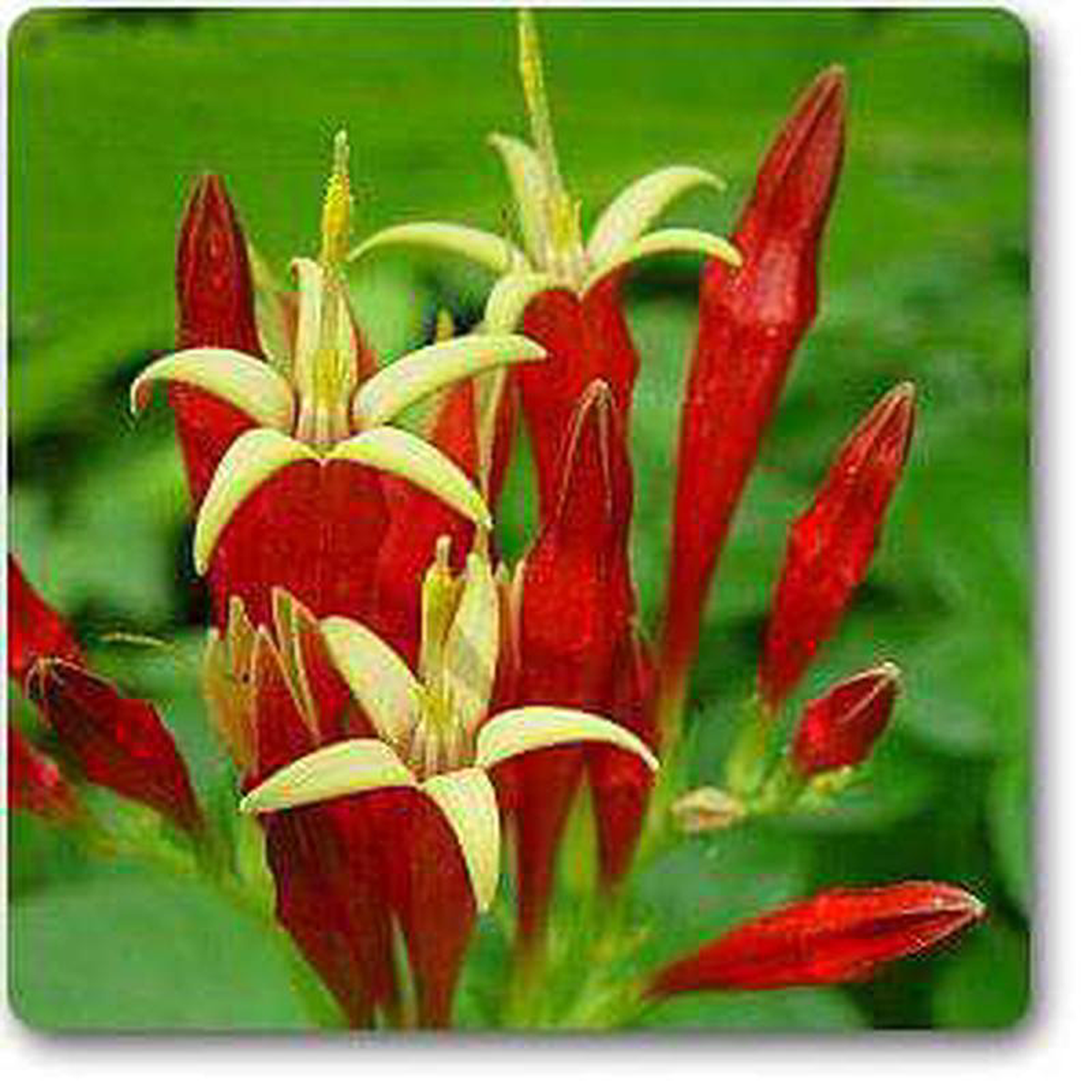 Spigelia marilandica 8211 Plant