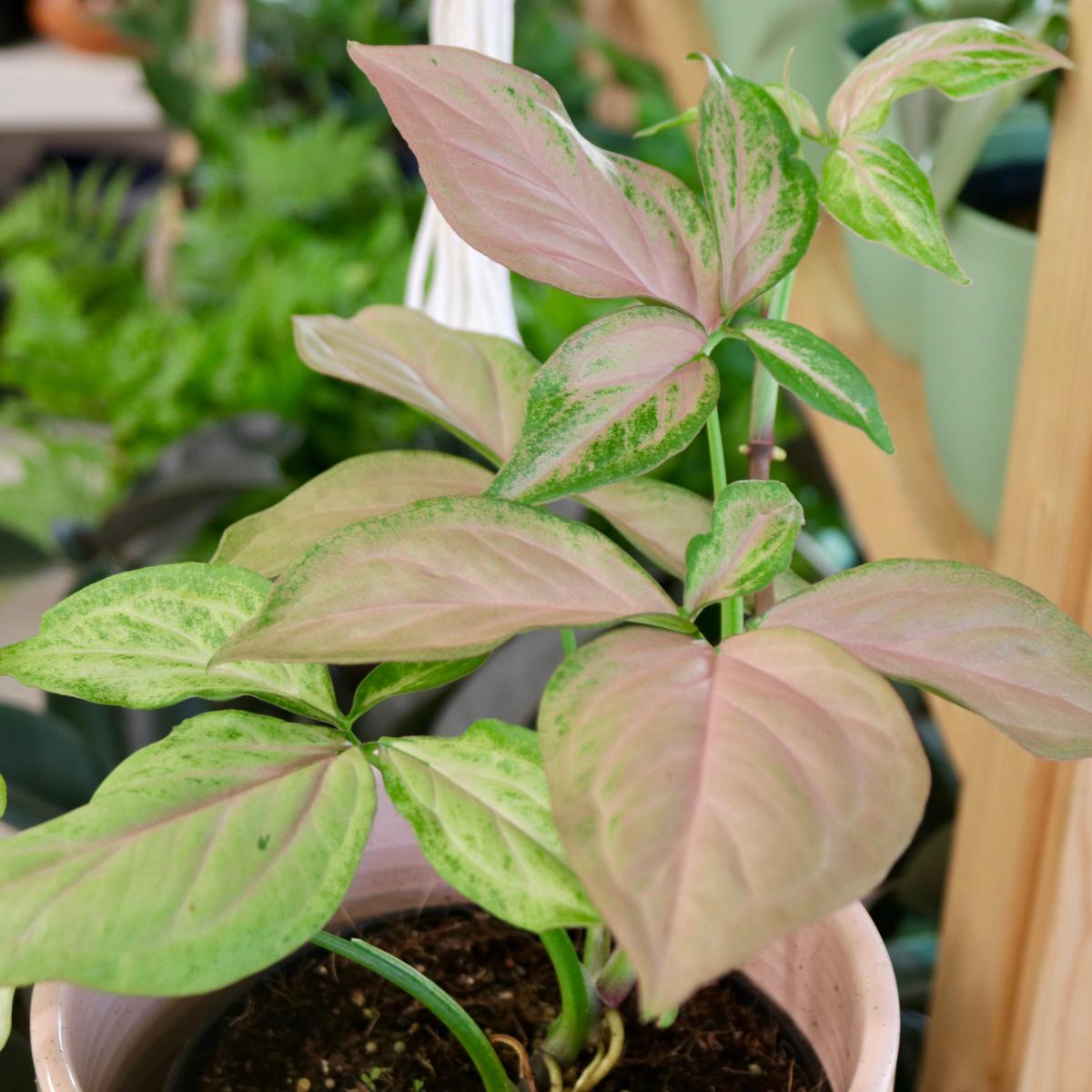 Syngonium, 'Red Spot Tricolor'
