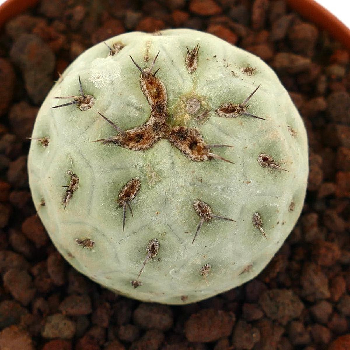Tephrocactus geometricus ONE BALL T4T