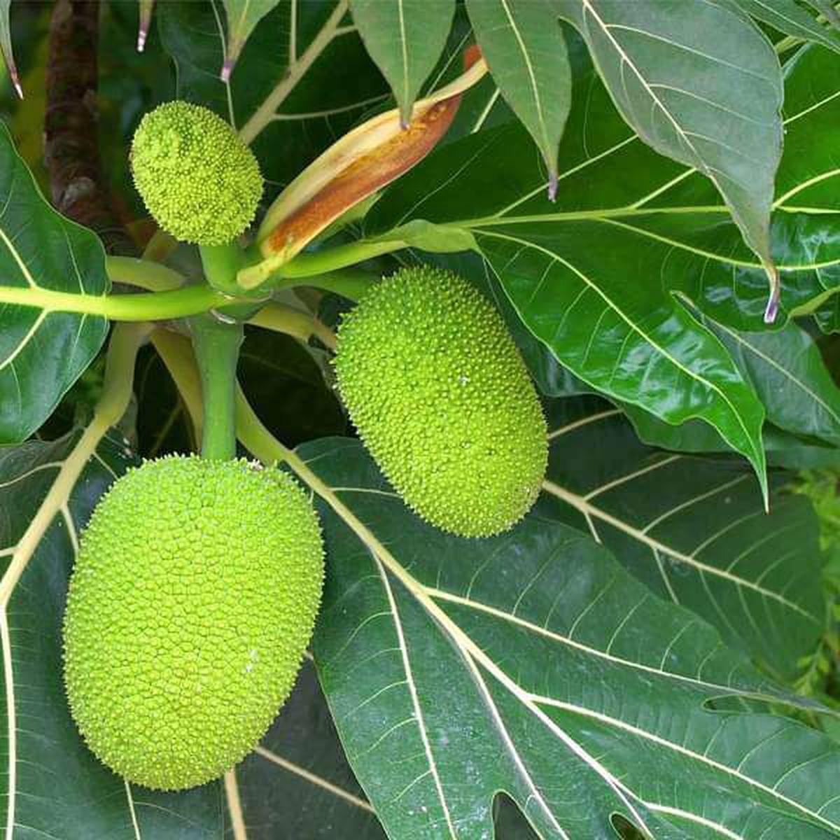 Tree of Lakshadweep, Jack Fruit - Plant - Default Title