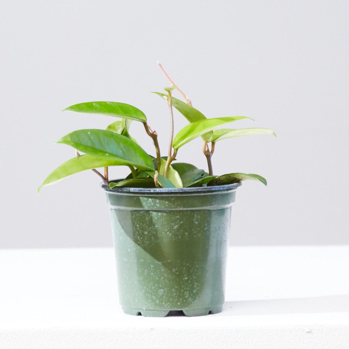 Waxflower: Hoya pubicalyx - 4 inch pot