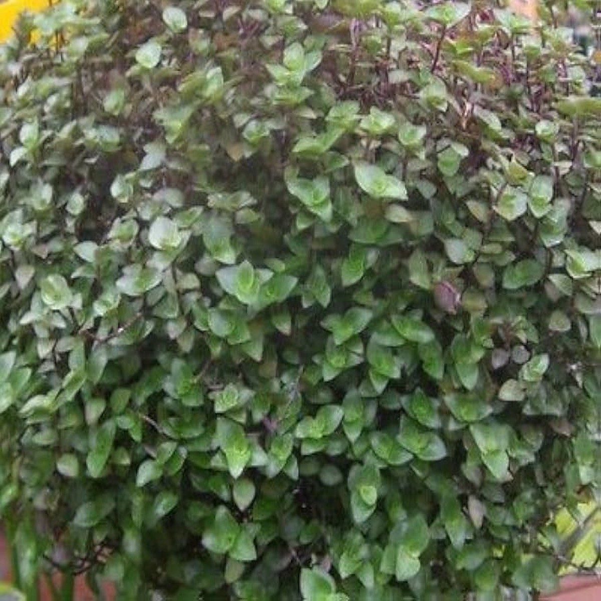 20 Unrooted Cuttings Dwarf Bolivian Wandering Jew - Tradescantia Minima, Callisia Repens - Easy Grow Plants