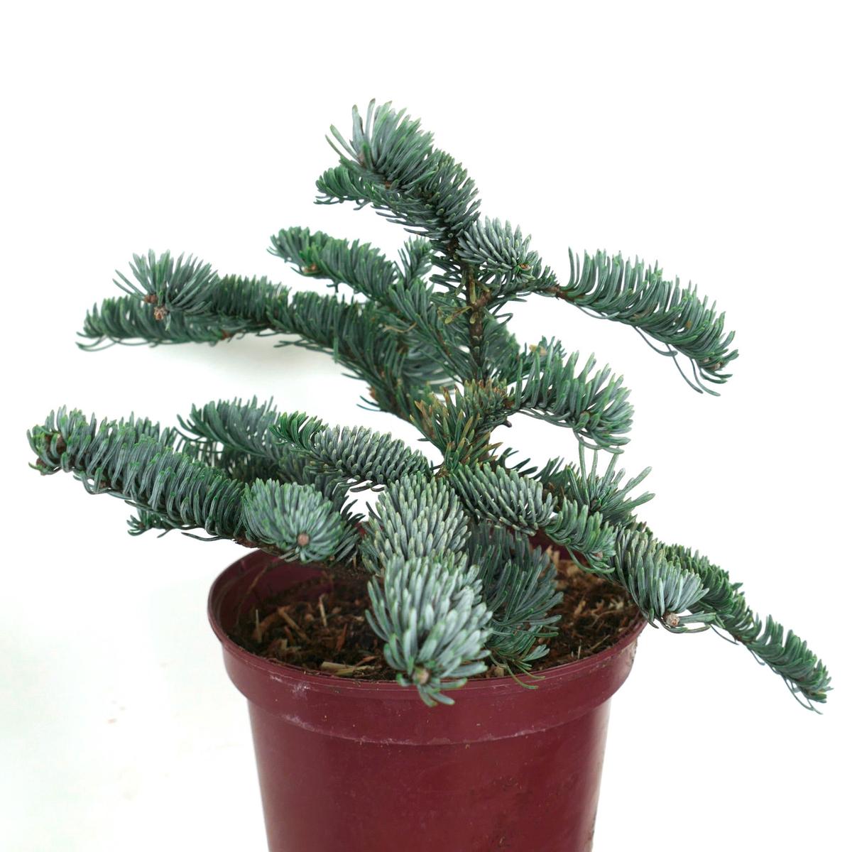 Abies procera form glauca - 50-60cm