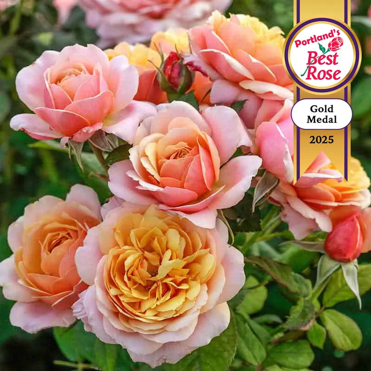 State of Grace Grandiflora Rose