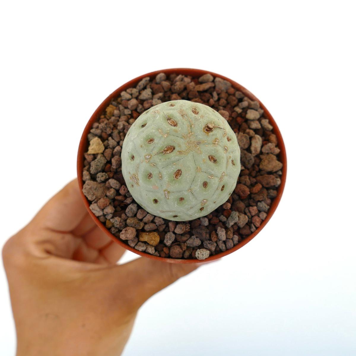 Tephrocactus geometricus ONE BALL 1099