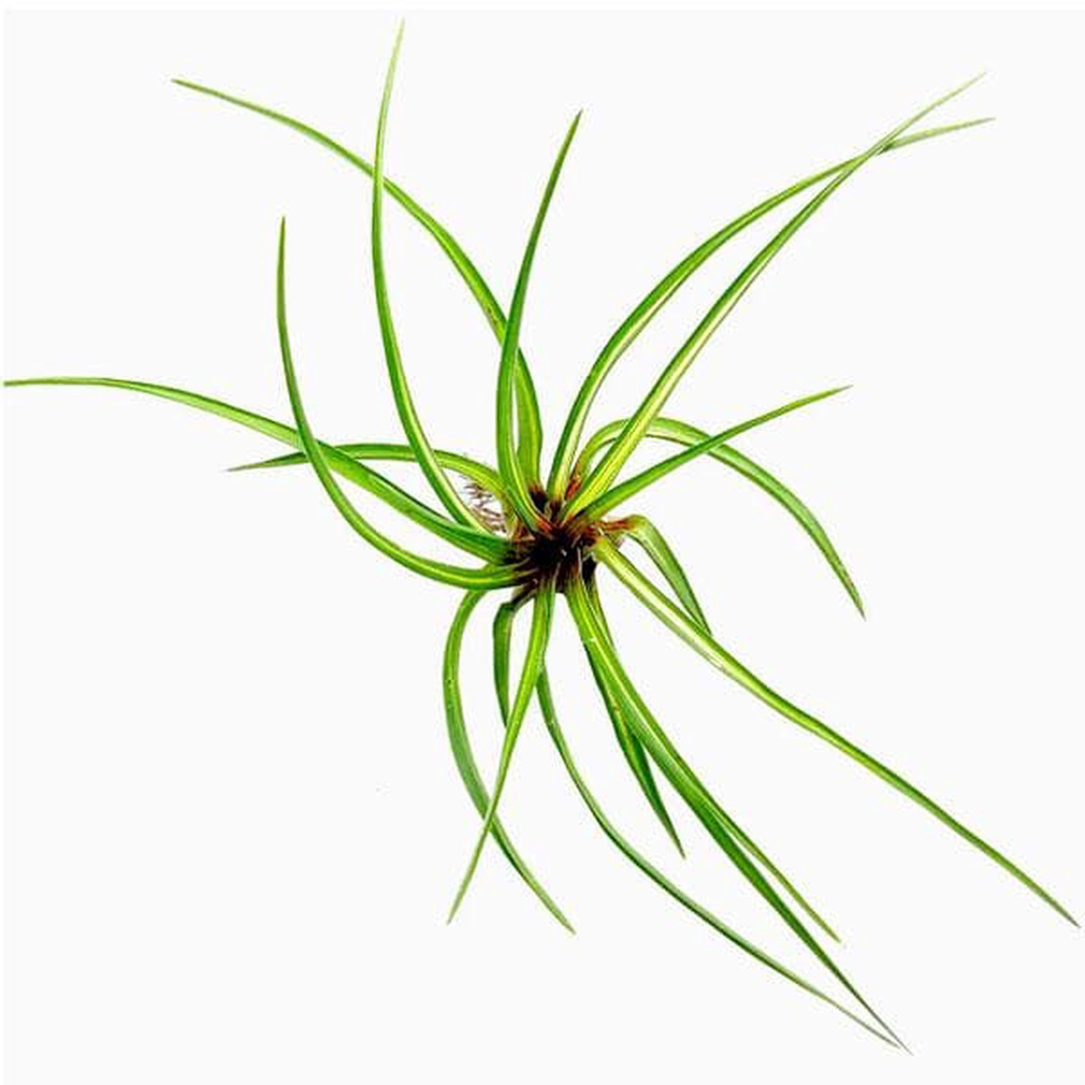 Tillandsia Cyanea Variegated, Pink Quill - Plant