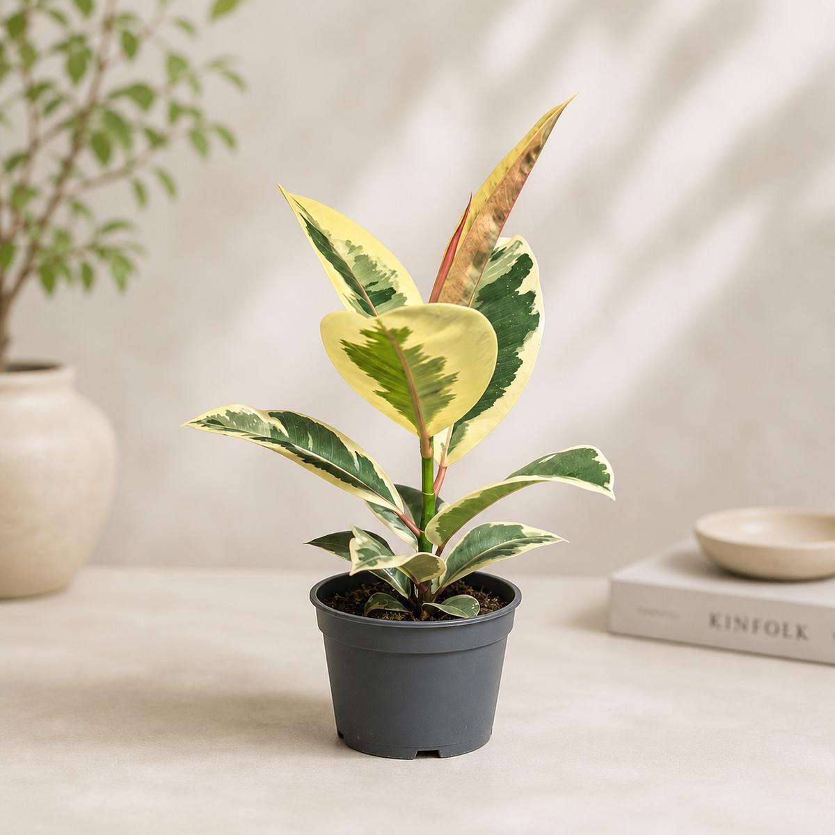 Tineke Rubber Plant: Ficus elastica - 5 inch pot