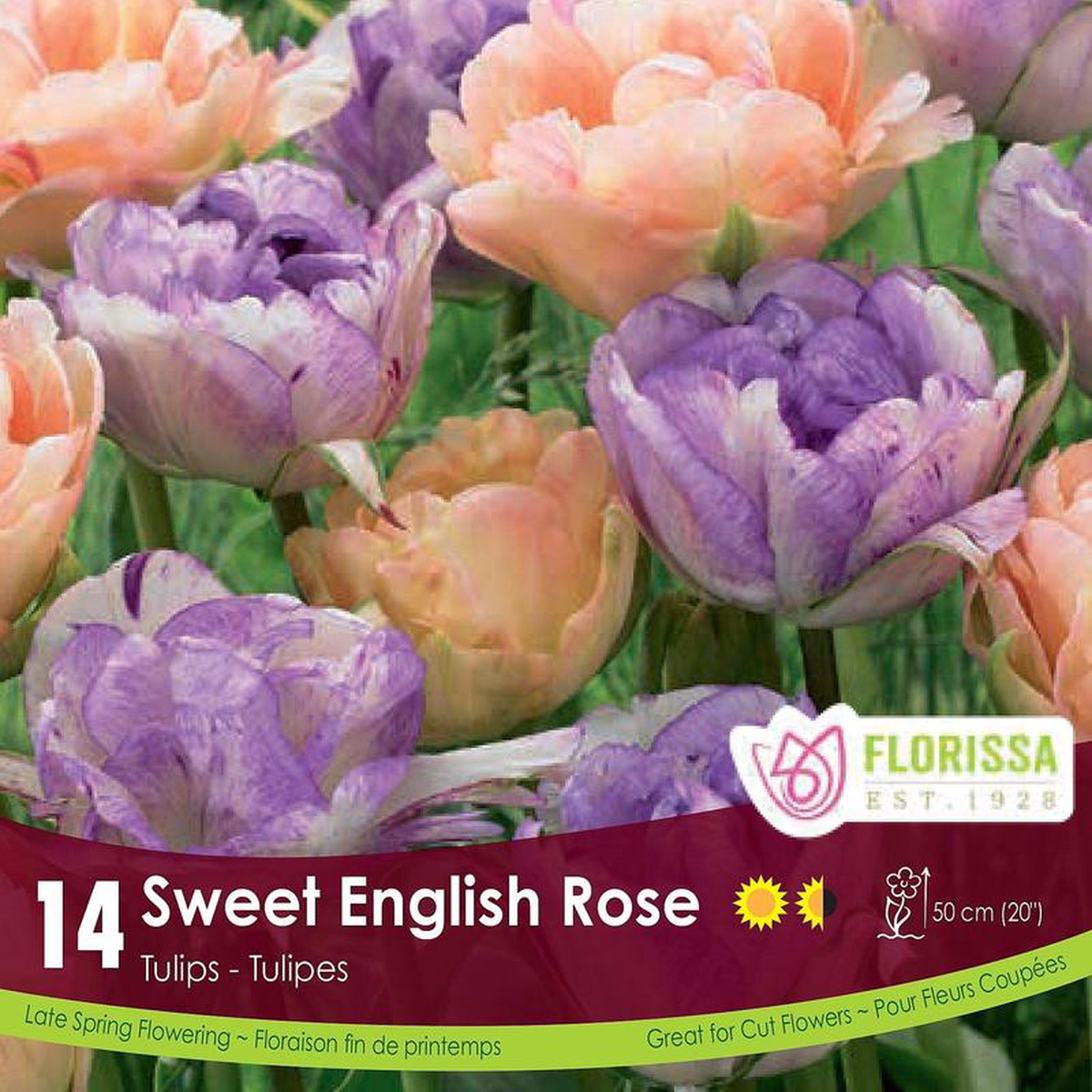 Tulips 8211 Sweet English Rose Colourful Companions 14 Pack