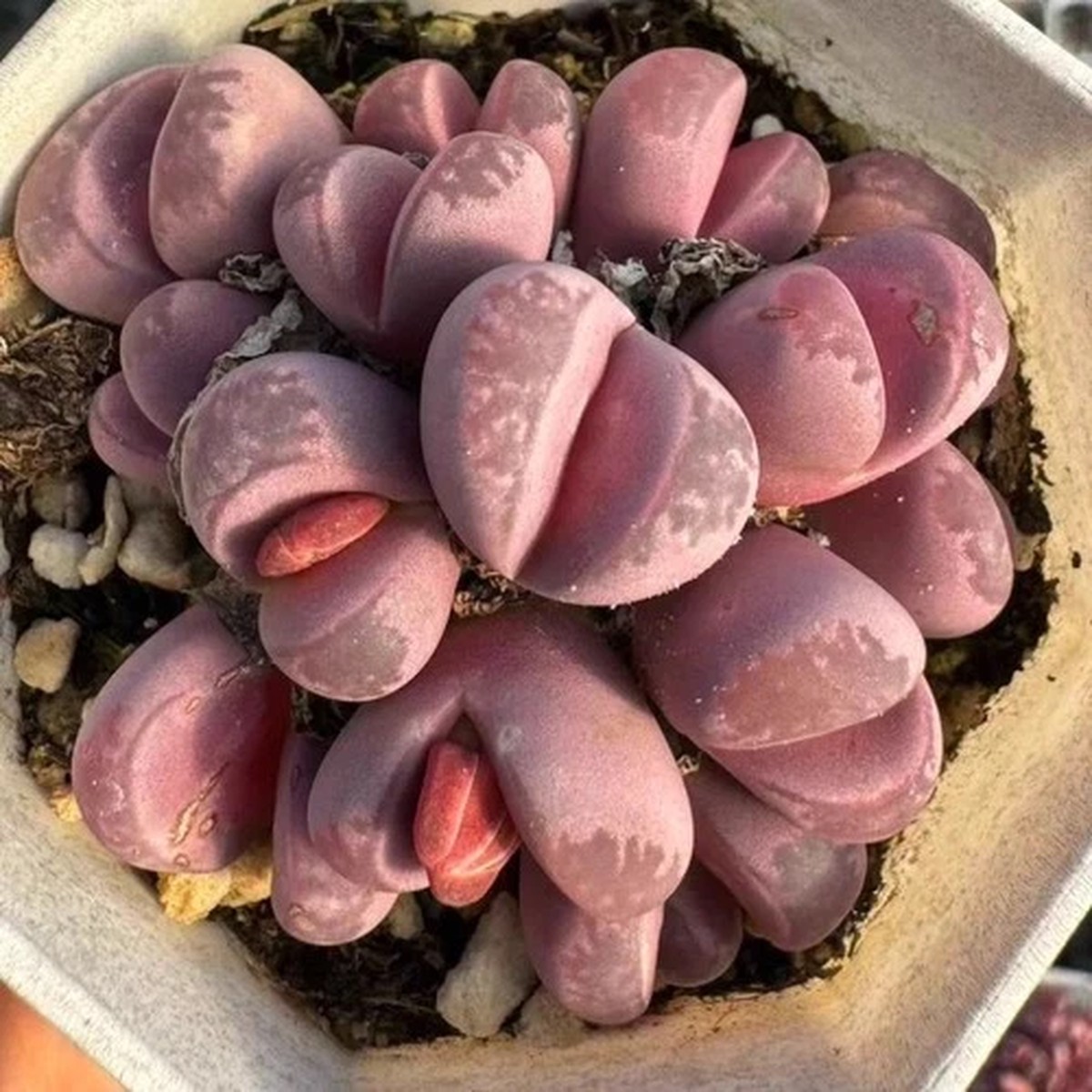 10pcs 1.5cm Succulent Plant Lithops Optica Rubra Aizoaceae Home Garden Beautiful