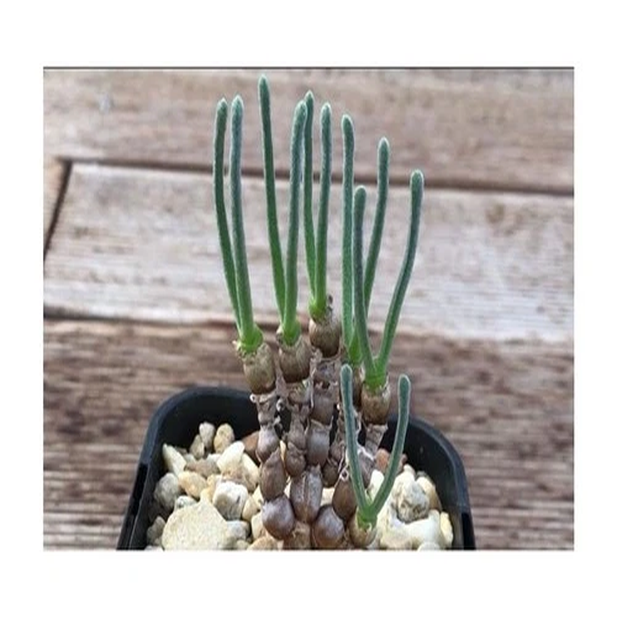 10x Monilaria moniliformis Succulent Garden Plants - Seeds B1774