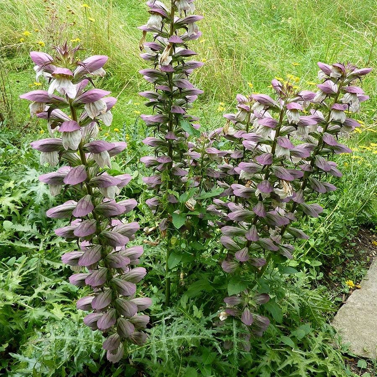 Acanthus spinosus Bears Breech