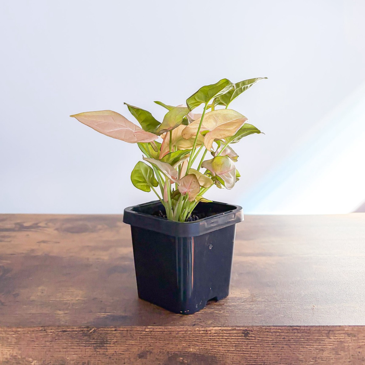 Syngonium Red Heart