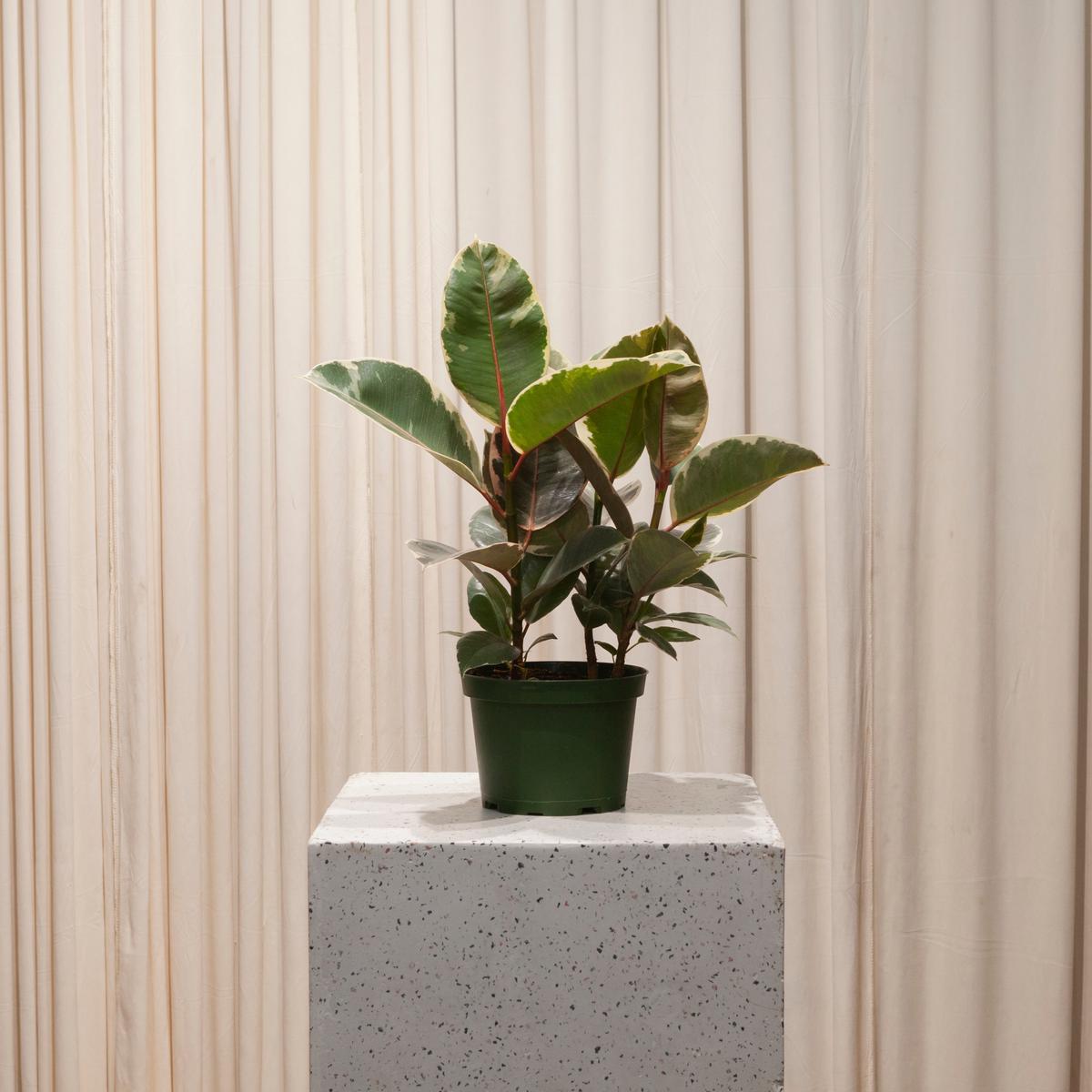 Tineke Rubber Plant: Ficus elastica - 6 inch pot - Bush - Mult-pot