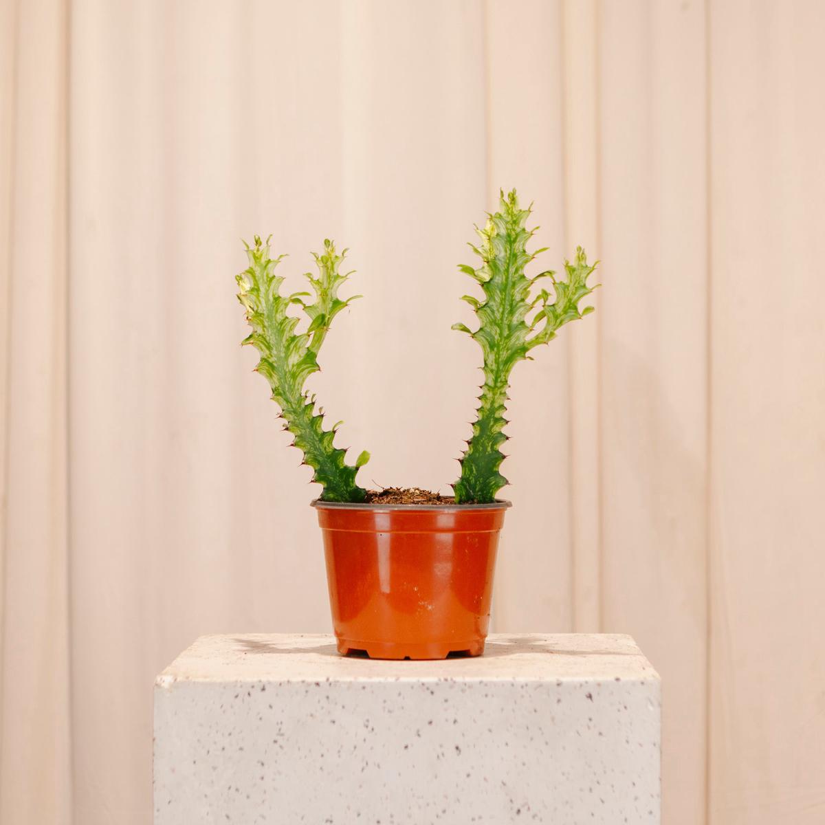Variegated African Milk Tree Cactus: Euphorbia trigona - 6 inch pot