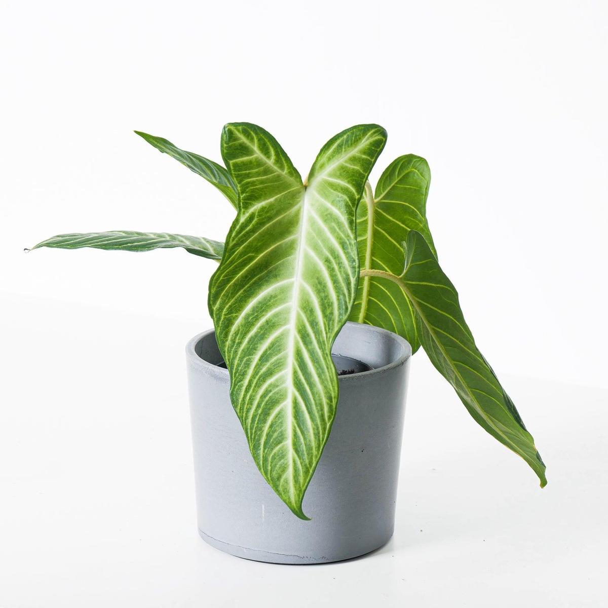 Xanthosoma Lindenii - 14cm