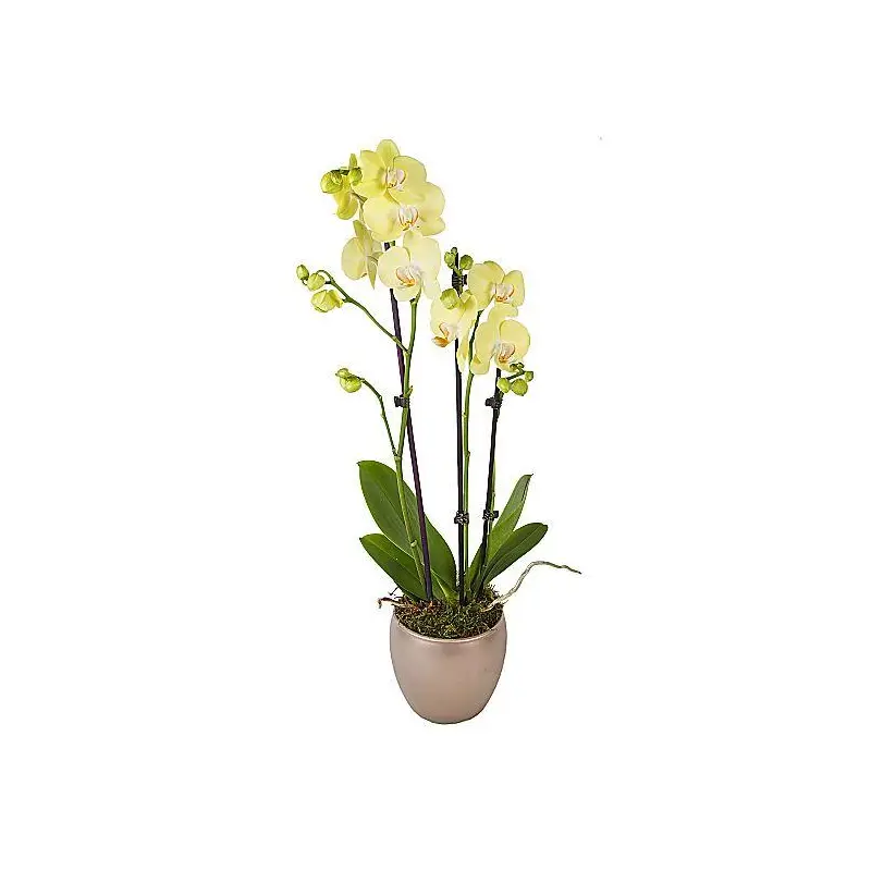 Yellow Phalenopsis Orchids Ceramic Pot