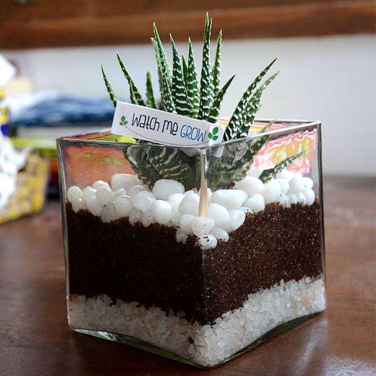 Zebra cactus in square glass pot
