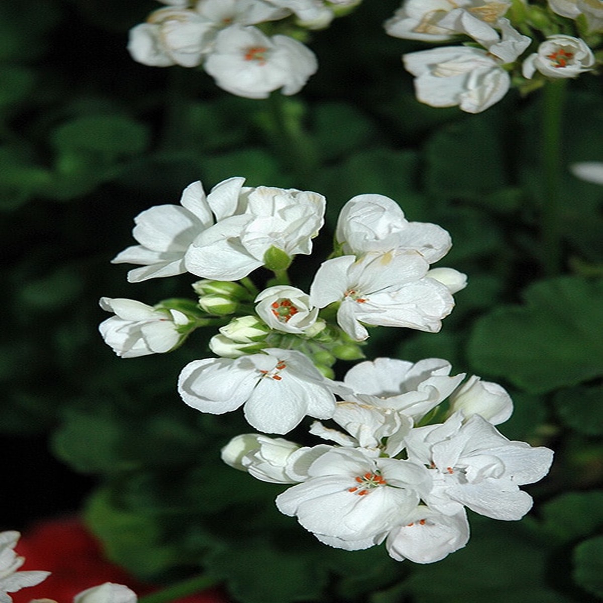 1 Well Rooted Geranium Patriot White Live Plant Bright Crystal White Zonal Geranium (Pelargonium) Hardy Flowering Plant for Garden & Pots