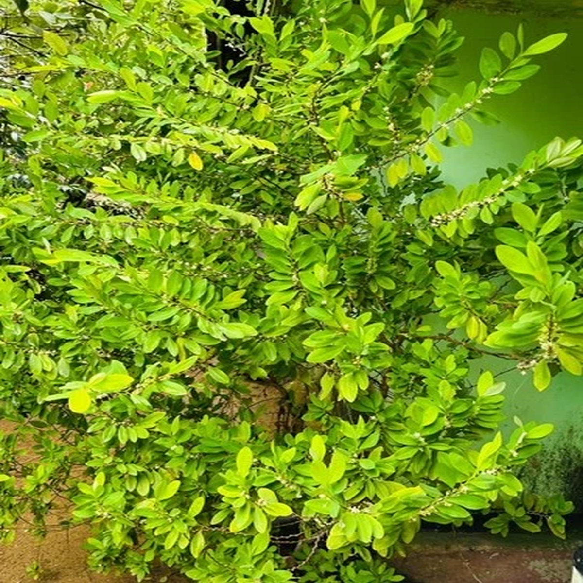 25 E.N.A.VO Ayurvedic Seeds Fresh Seeds | Sri Lanka Free Shipping