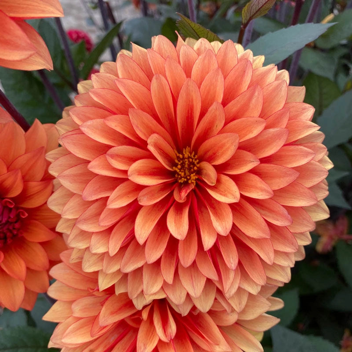 Statue Of Orange Dahlia