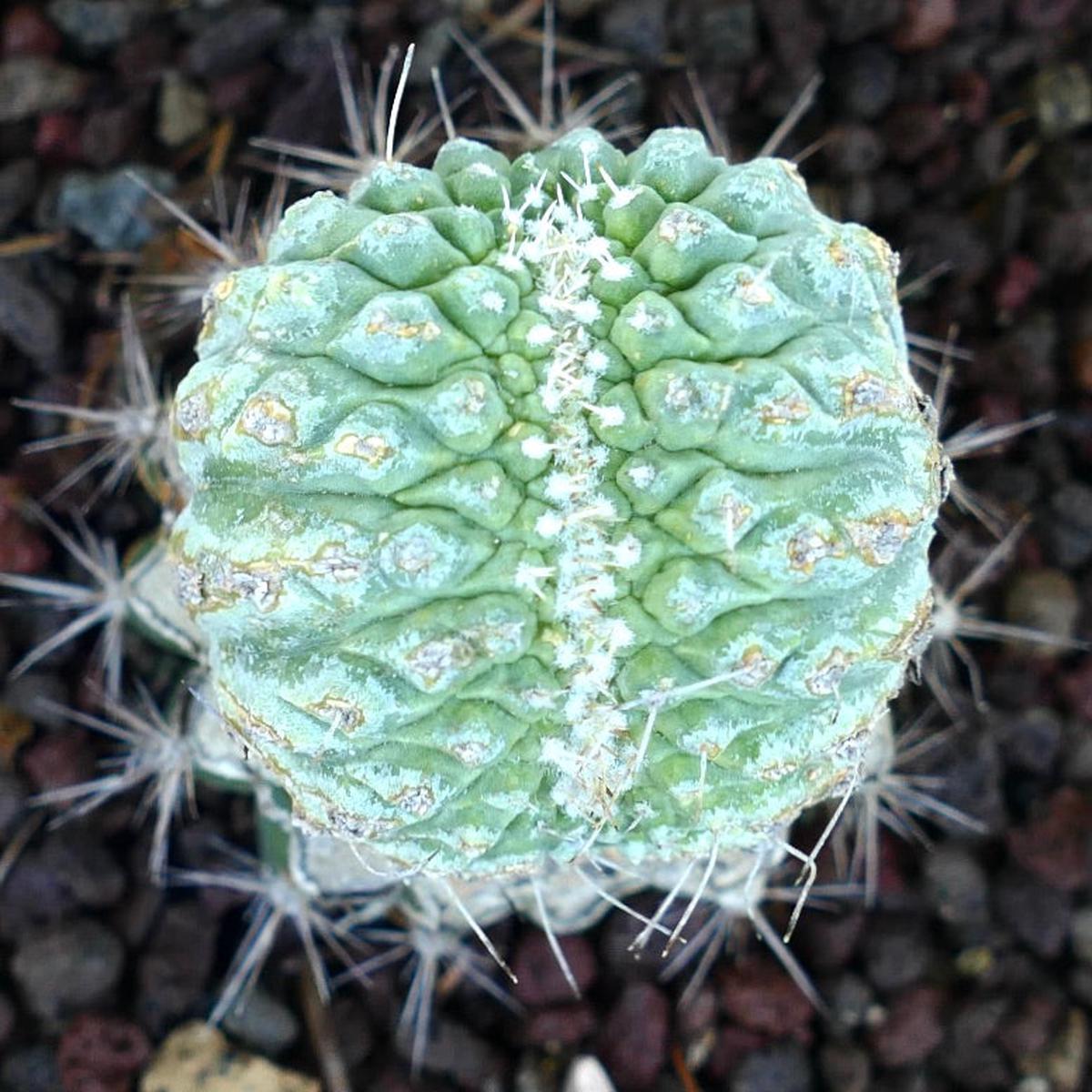 Strombocactus disciformis CRESTED