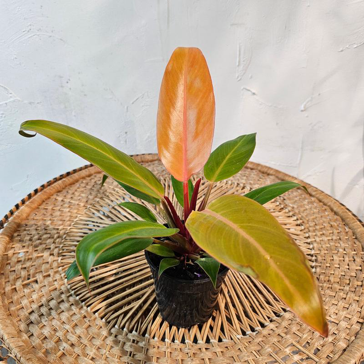Sun Red: Philodendron selloum ssp.  4 inch pot