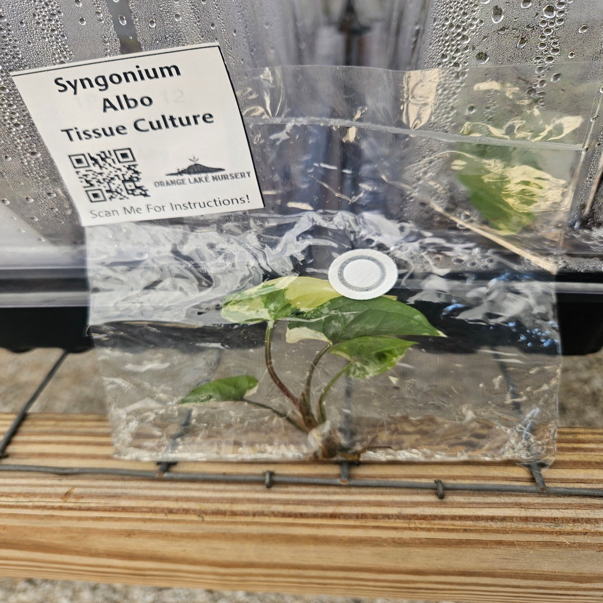 Syngonium Albo Tissue Culture Single