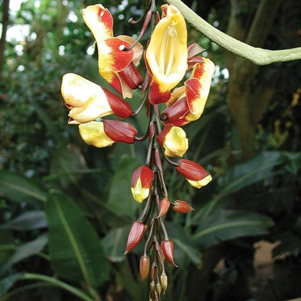 Thunbergia Mysorensis, Mysore Trumpet Vine - Plant