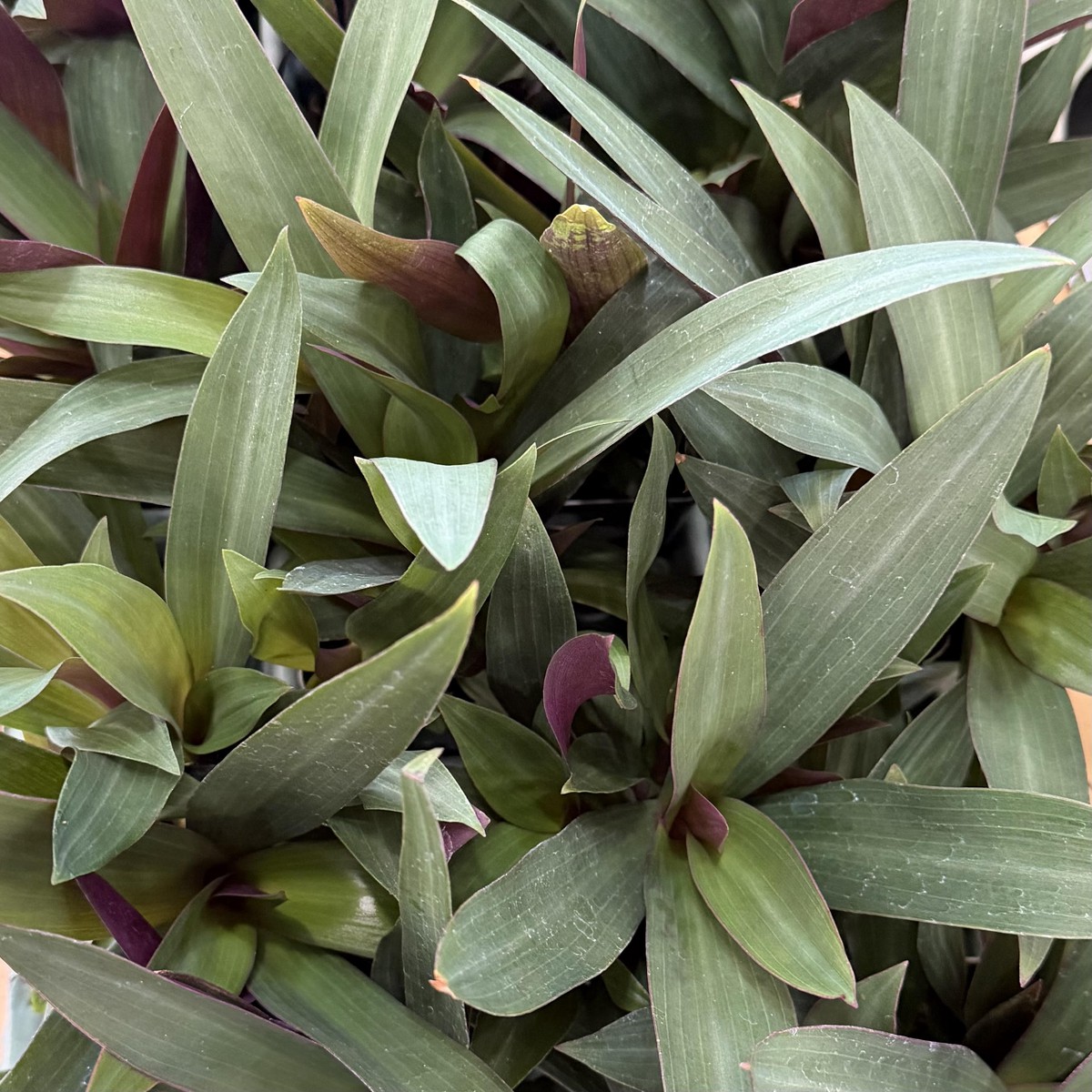 Tradescantia spathacea vitatta, 'Rhoeo'