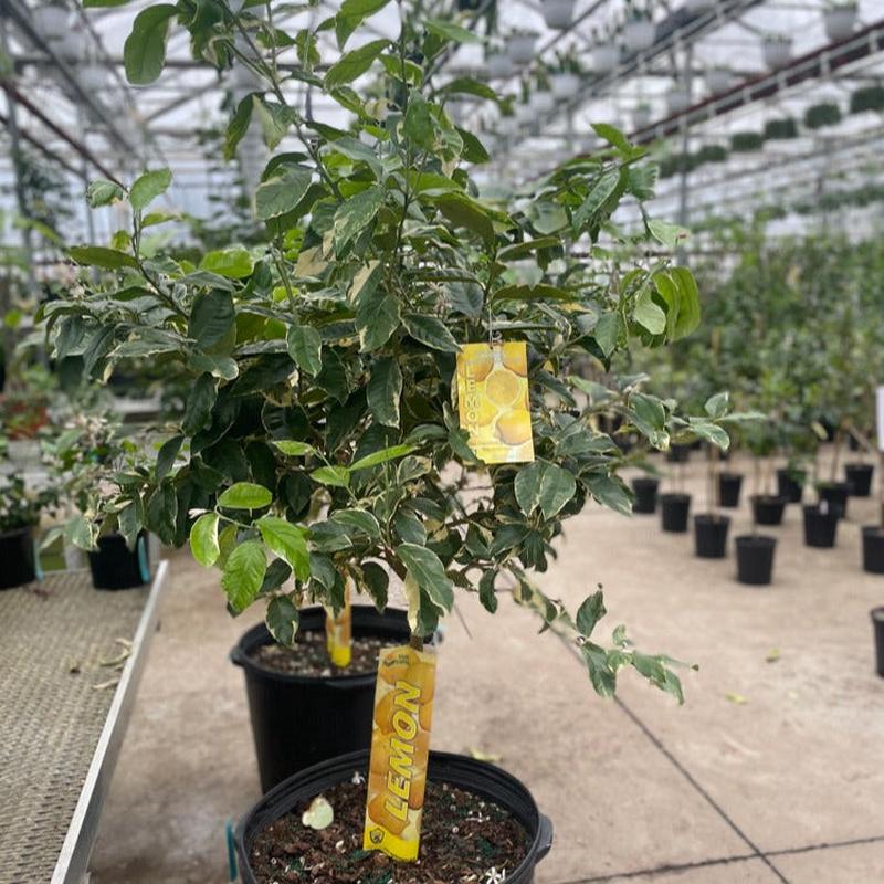 Variegated Pink Lemon Tree: Citrus limon - 26 inch pot - 6-7 foot tall