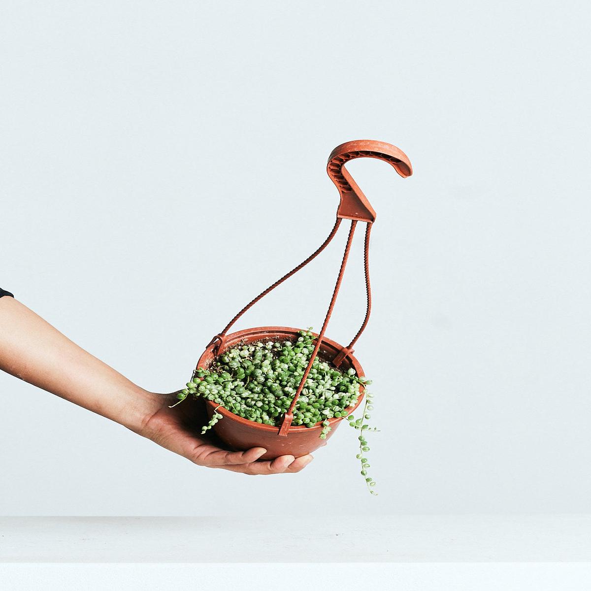 VARIEGATED STRING OF PEARLS 6" HANGING BASKET