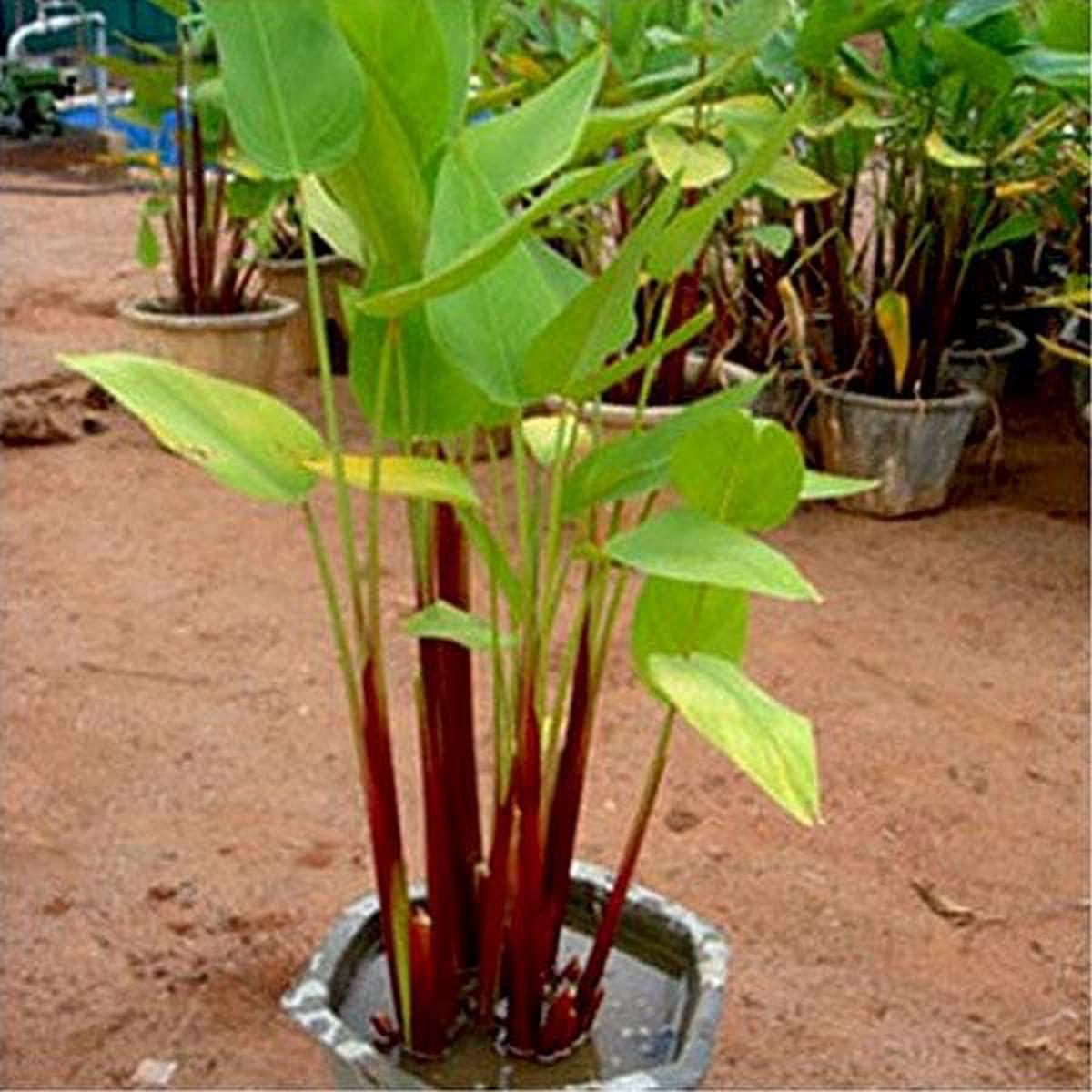 Water Canna, Thalia Dealbata - Plant