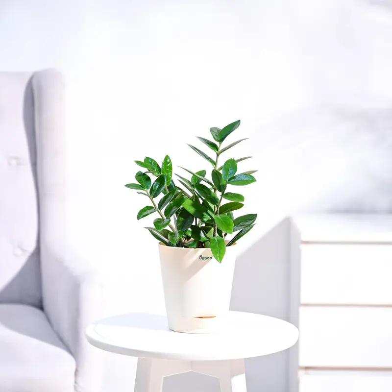 ZZ Plant with Self Watering Pot