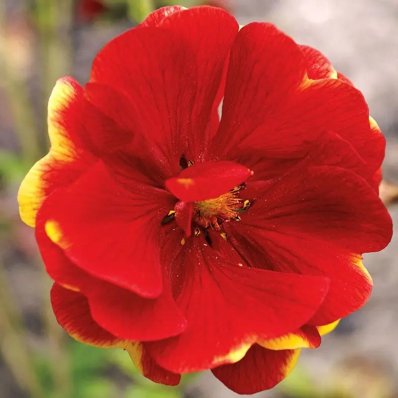 'Arc En Ciel' Cinquefoil