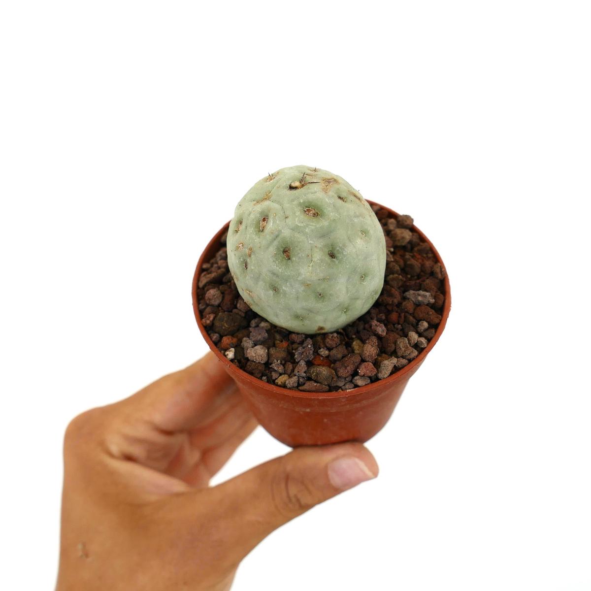 Tephrocactus geometricus ONE BALL C1C