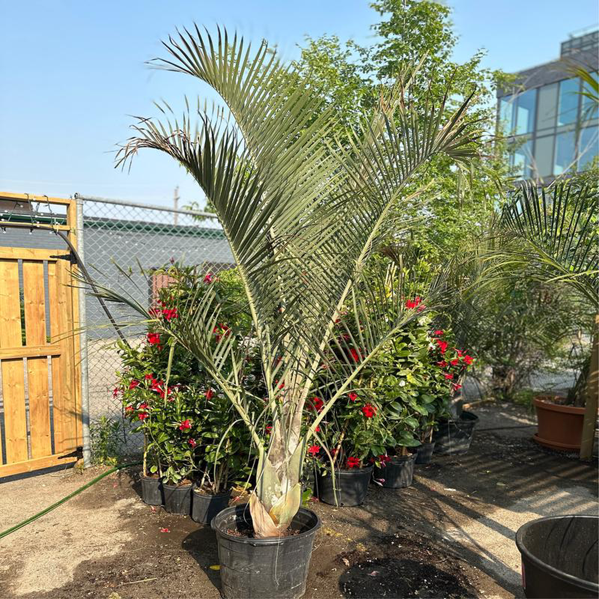 Triangle Palm Dypsis decaryi 8211 17 inch pot 8211 8-10 foot tall